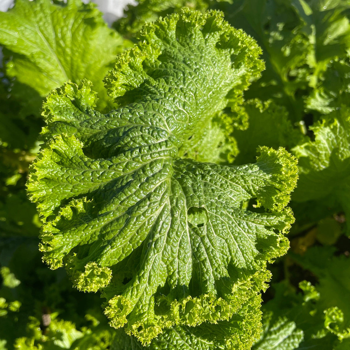 Brassica Juncea (Mustard Greens)