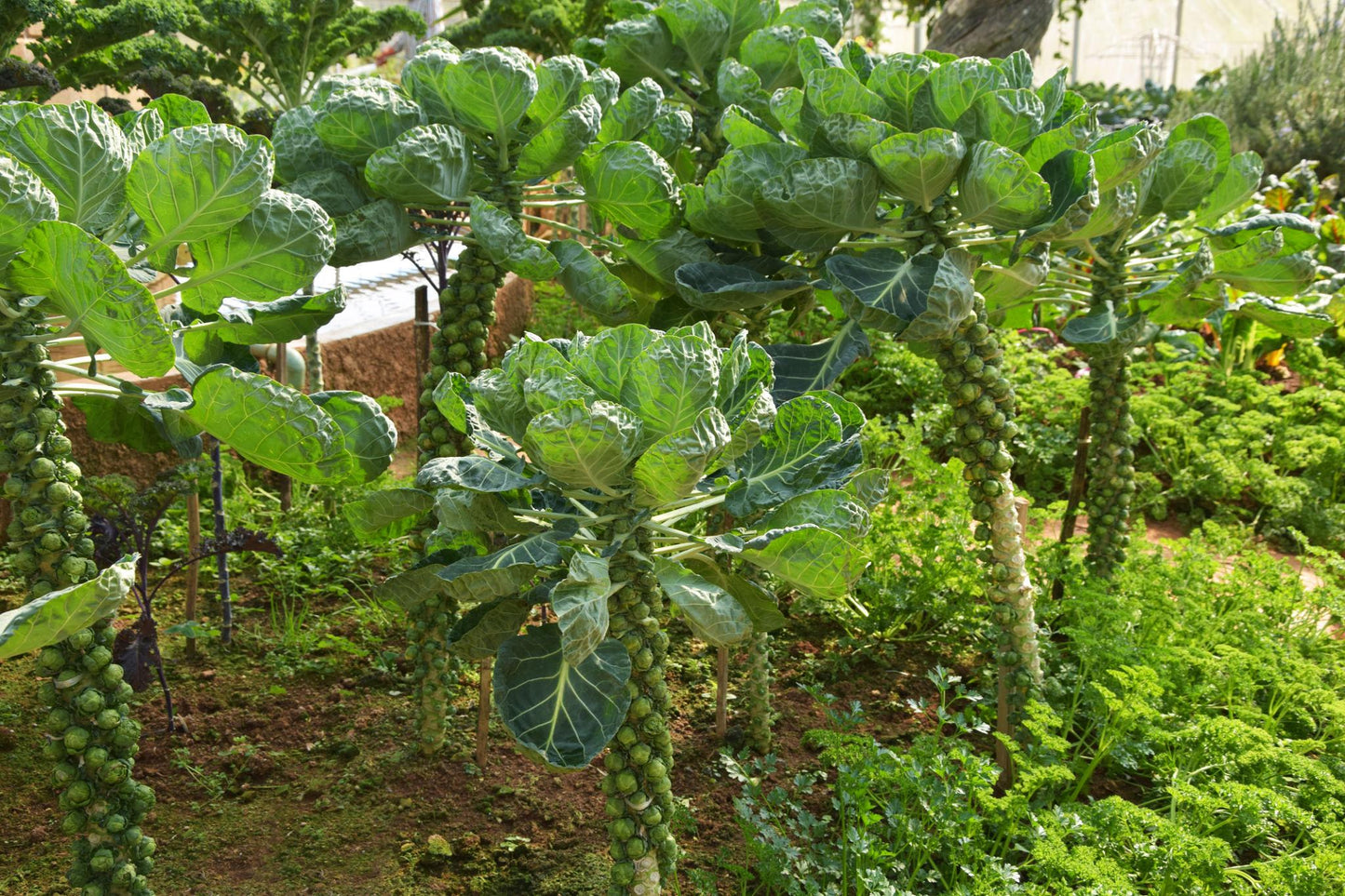 Brassica Oleracea (Brussel Sprouts)
