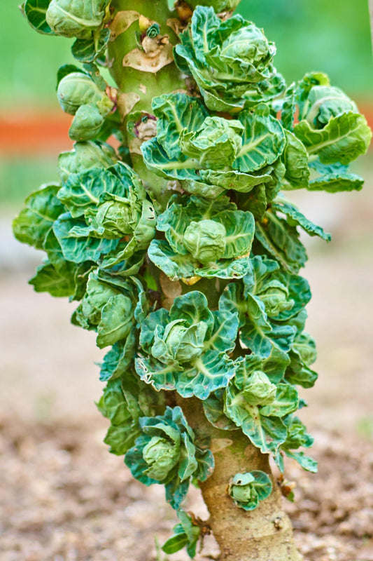 Brassica Oleracea (Brussel Sprouts)