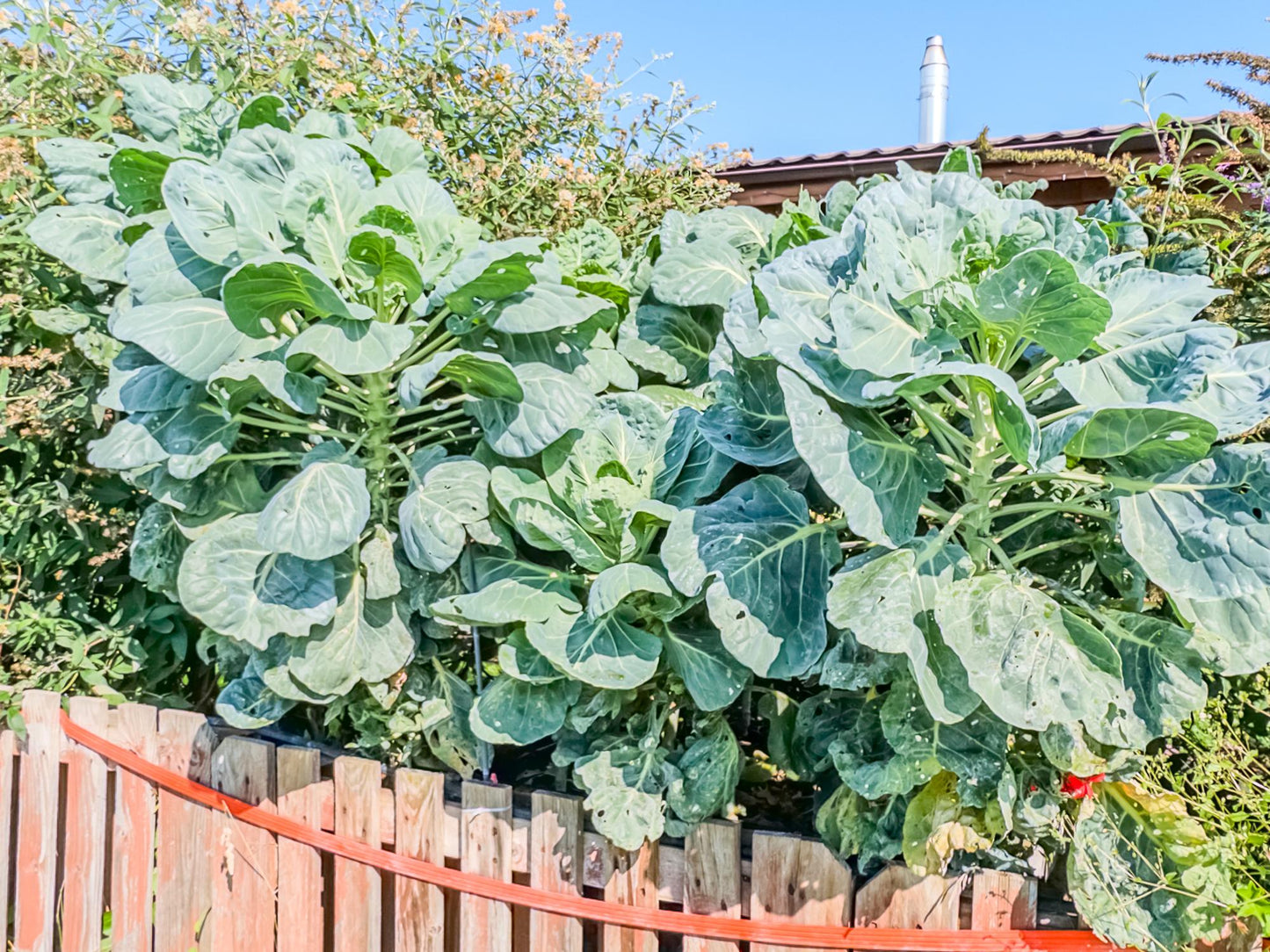 Brassica Oleracea (Brussel Sprouts)