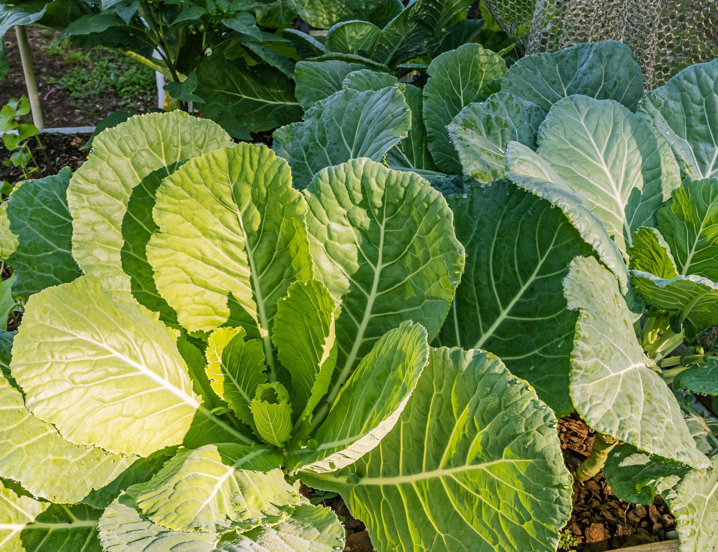 Brassica Oleracea (Collard Greens)