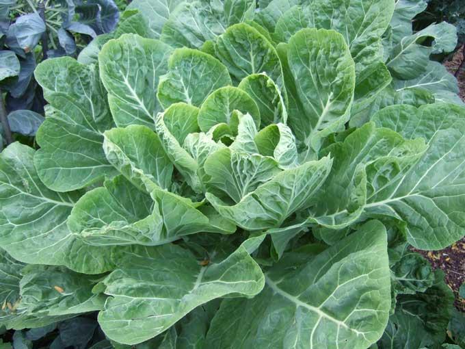 Brassica Oleracea (Collard Greens)