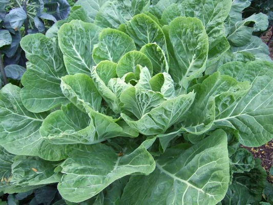 Brassica Oleracea (Collard Greens)