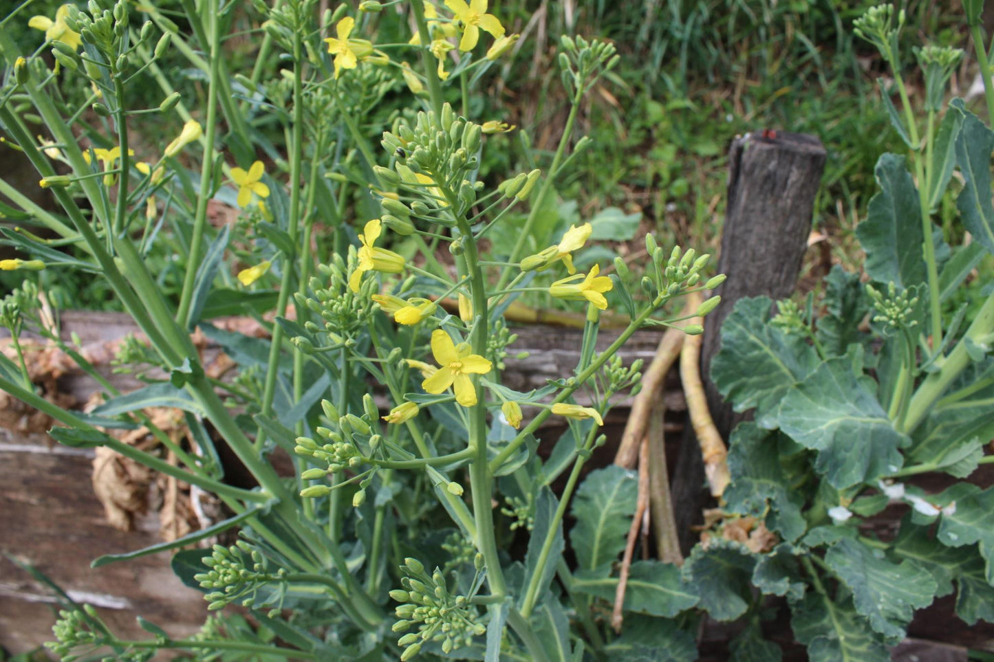 Brassica Oleracea (Collard Greens)