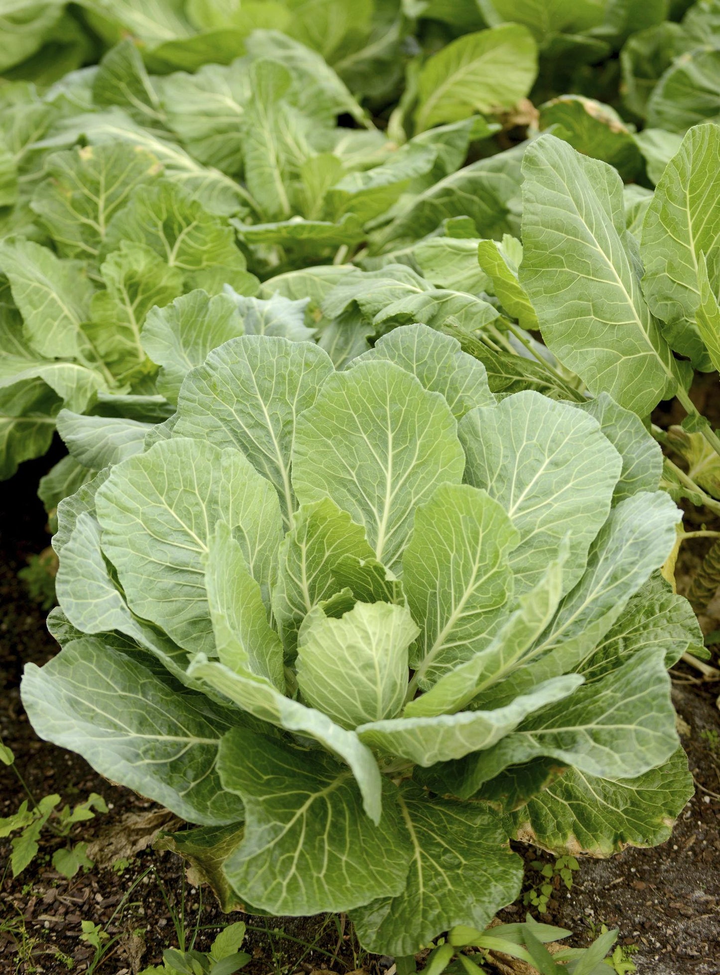 Brassica Oleracea (Collard Greens)
