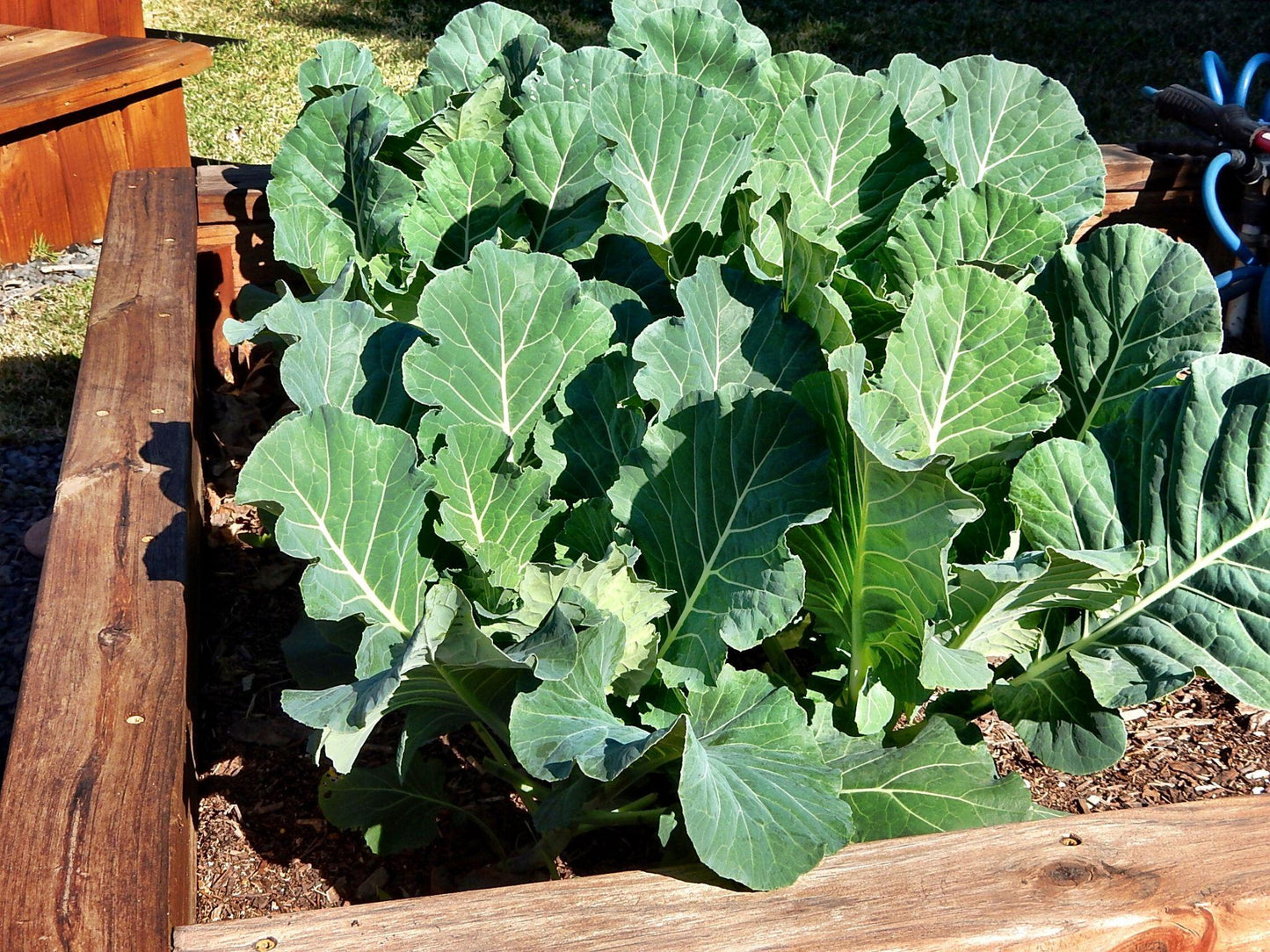 Brassica Oleracea (Collard Greens)
