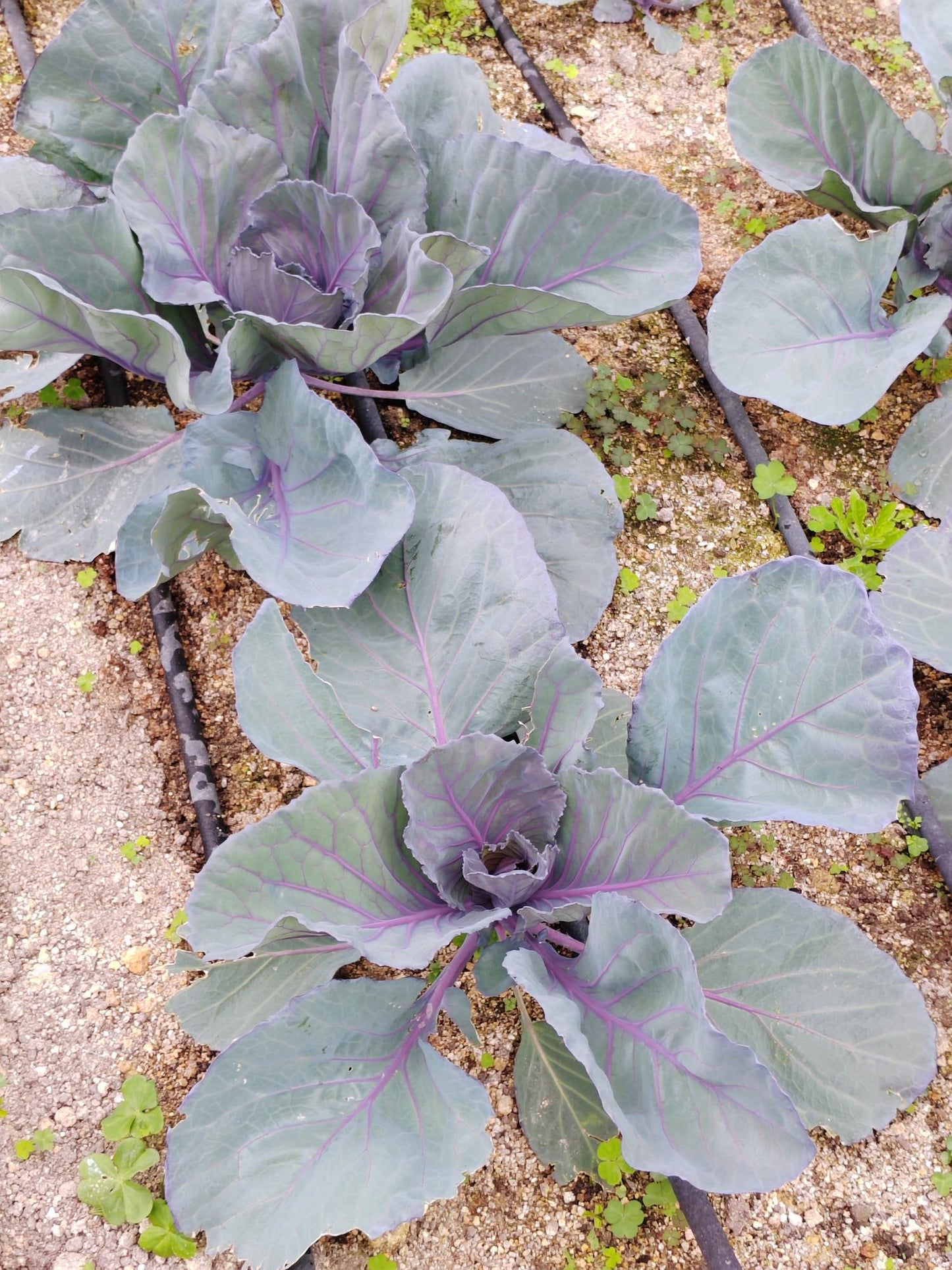 Brassica Oleracea (Mini Red Cabbage)