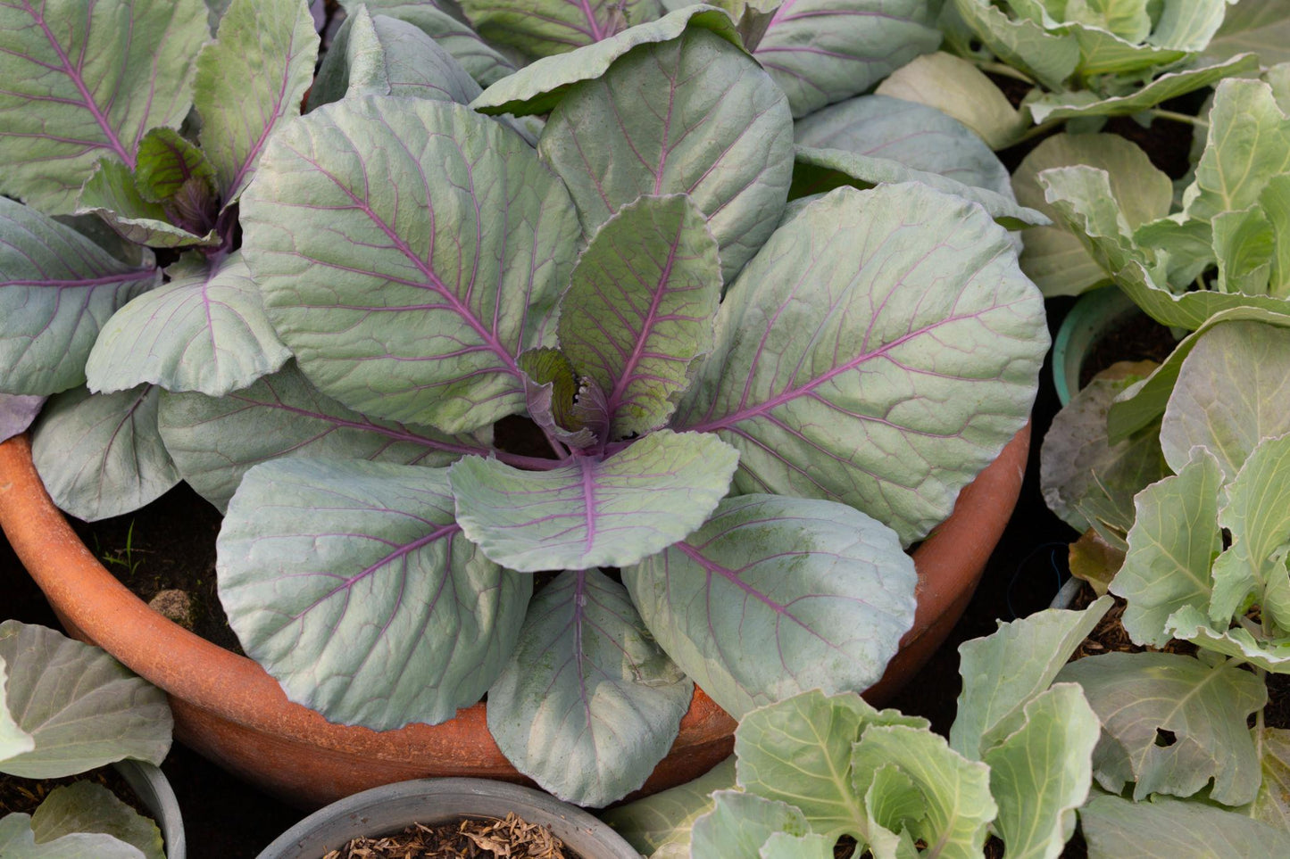 Brassica Oleracea (Mini Red Cabbage)