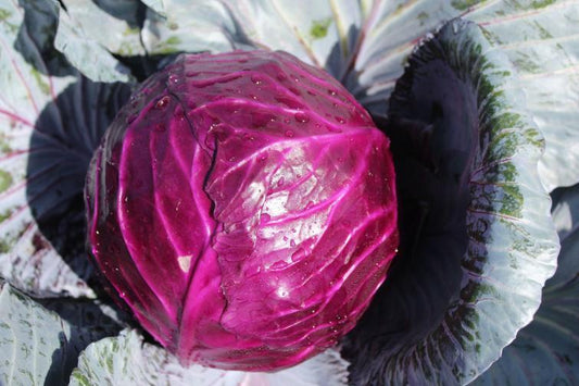 Brassica Oleracea (Mini Red Cabbage)