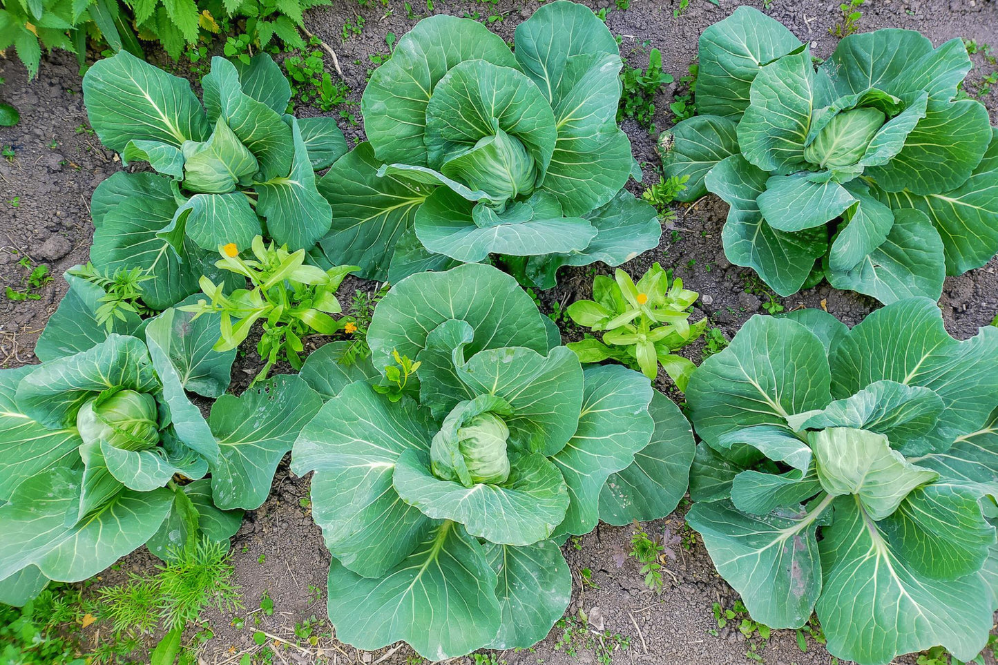 Brassica Oleracea (Mini White Cabbage)