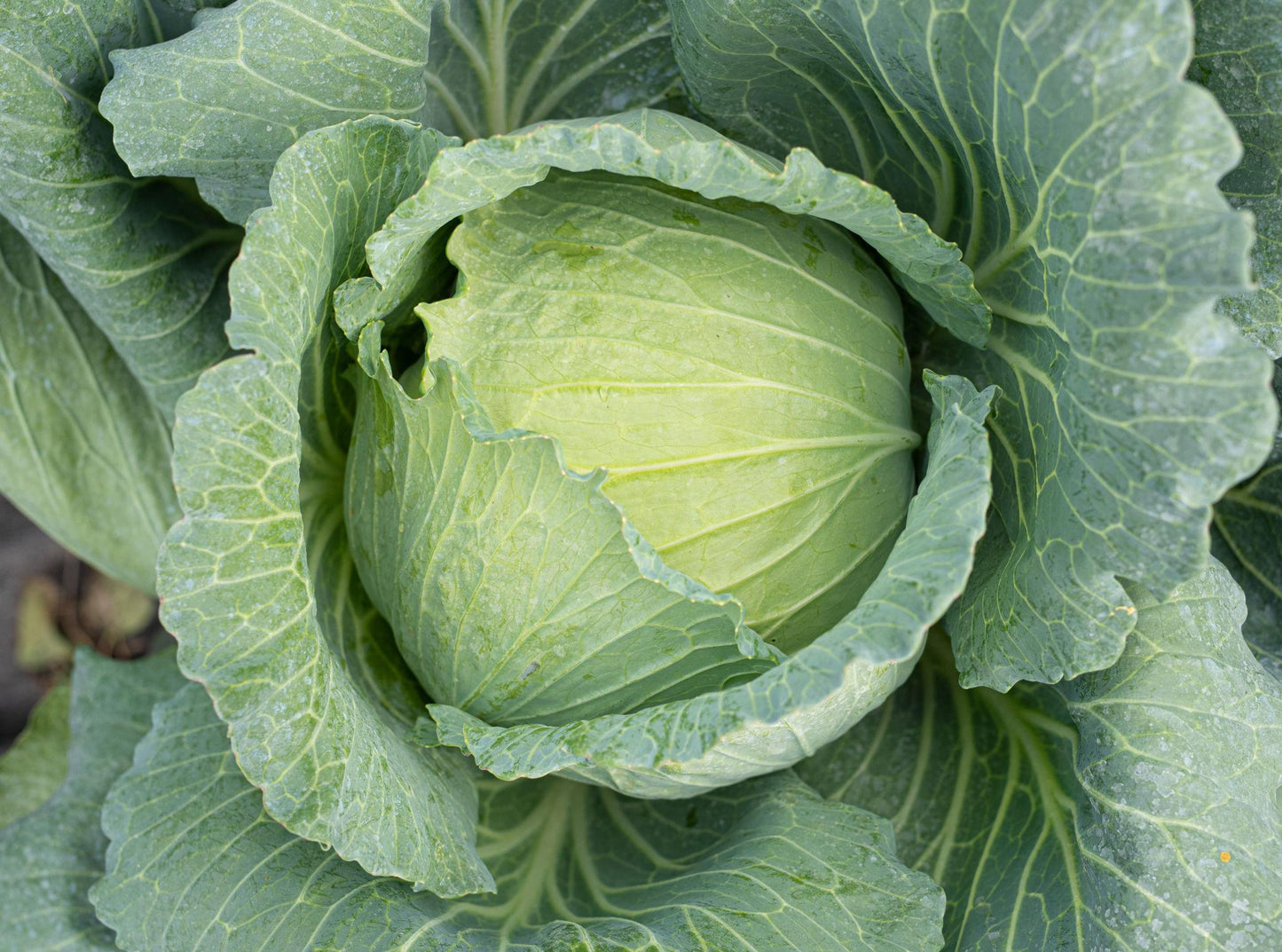 Brassica Oleracea (Mini White Cabbage)