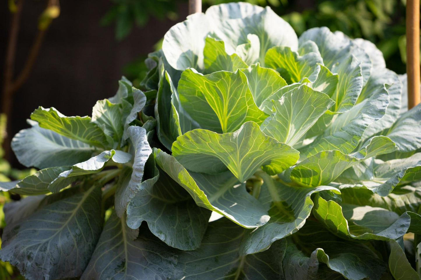 Brassica Oleracea (Mini White Cabbage)