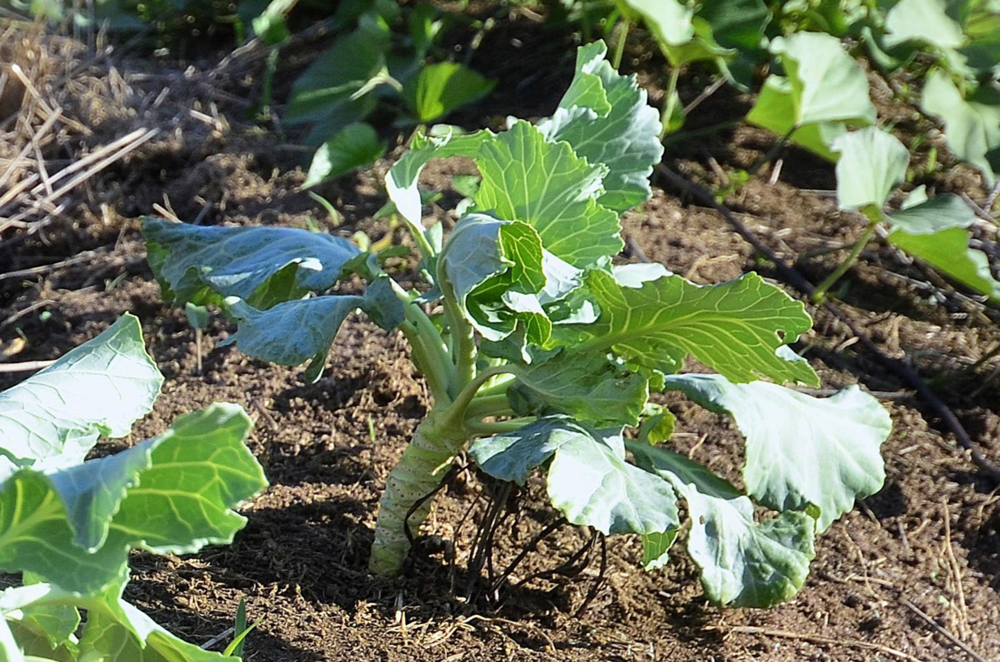 Brassica Oleracea (Mini White Cabbage)