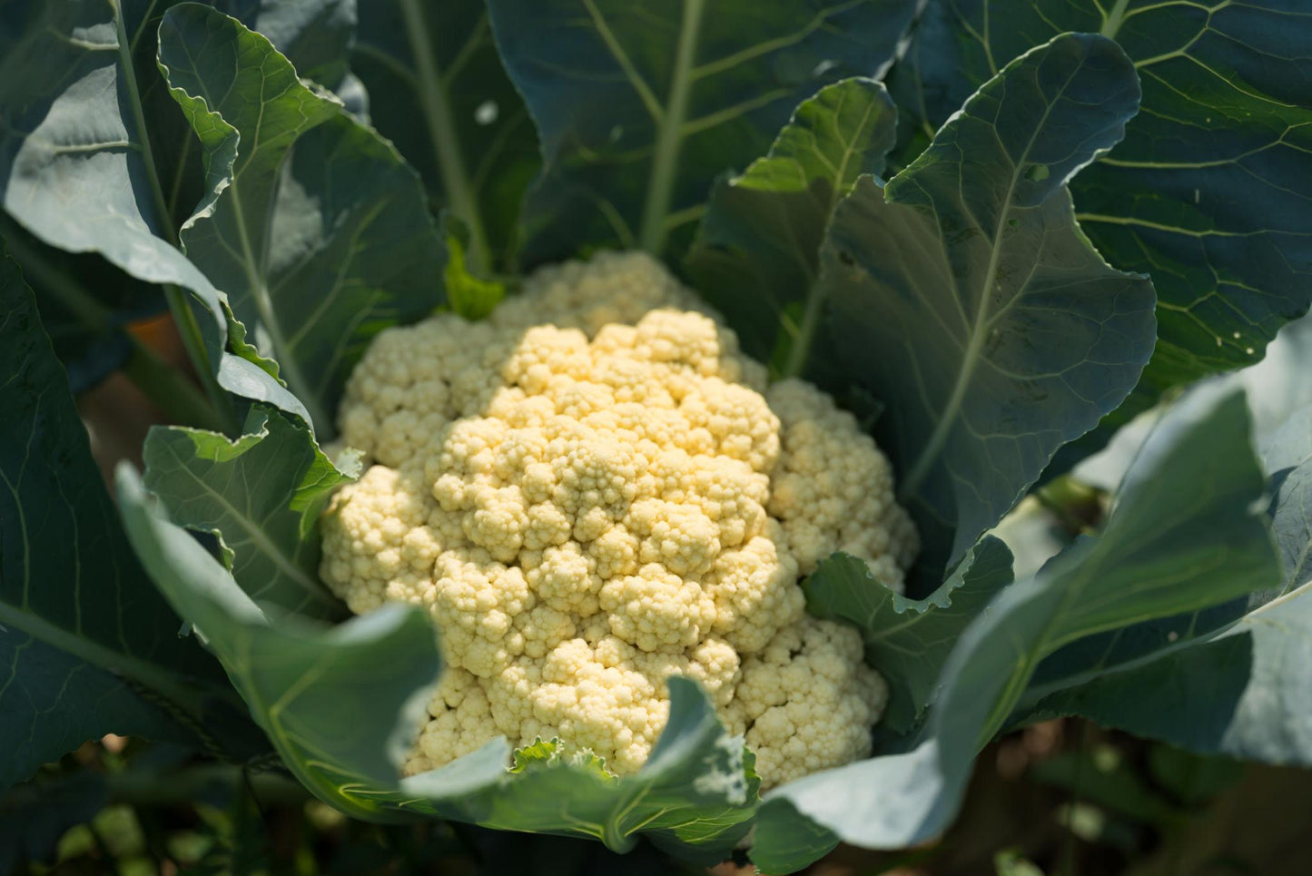 Brassica Oleracea (White Cauliflower)