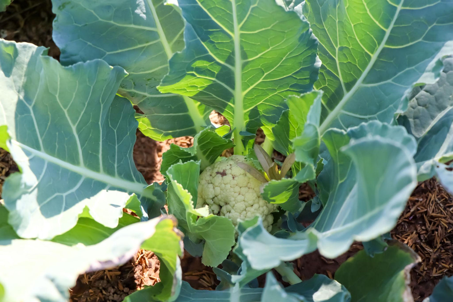 Brassica Oleracea (White Cauliflower)