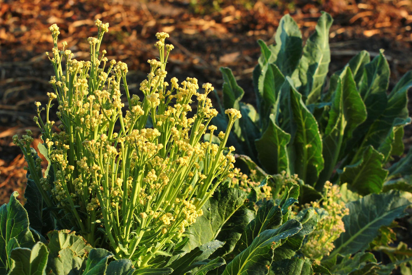 Brassica Oleracea (White Cauliflower)