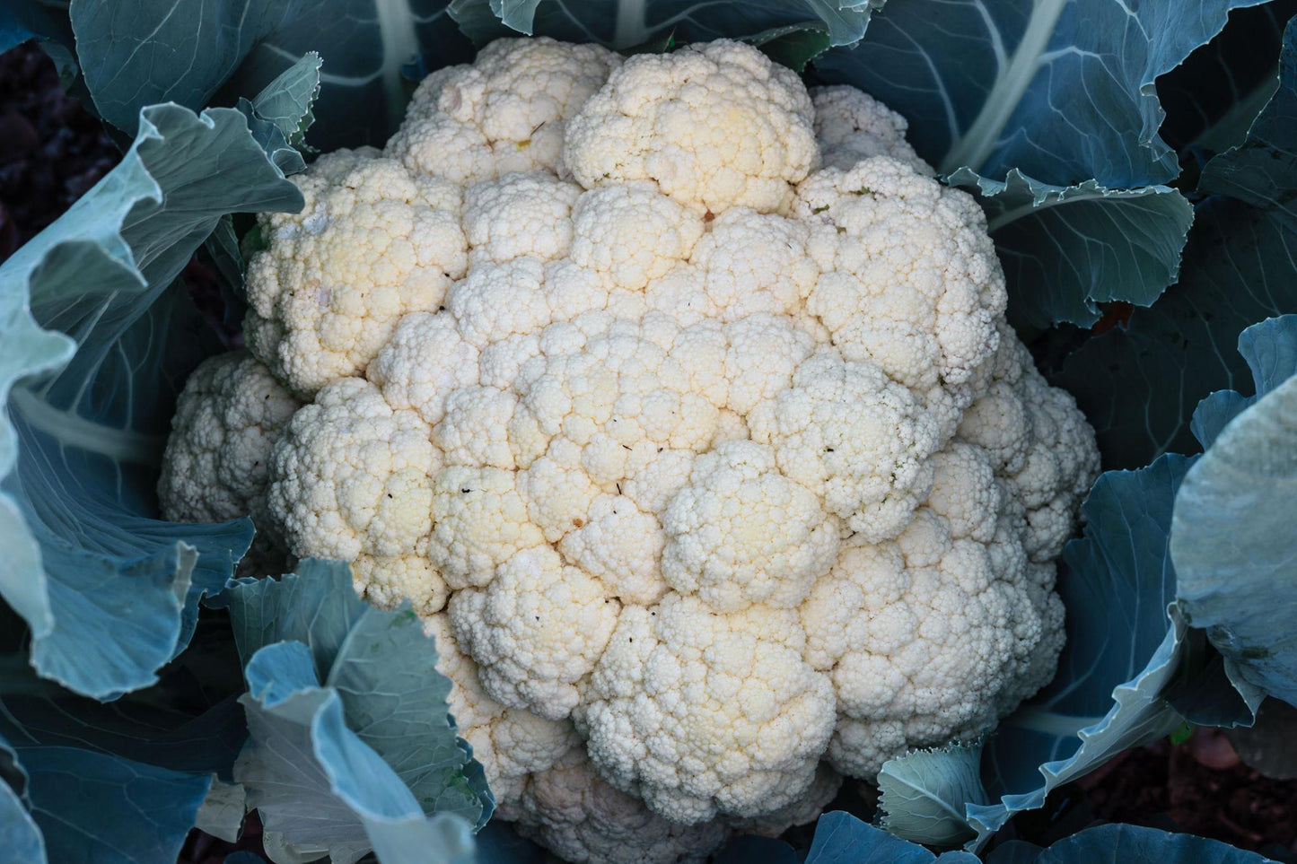 Brassica Oleracea (White Cauliflower)