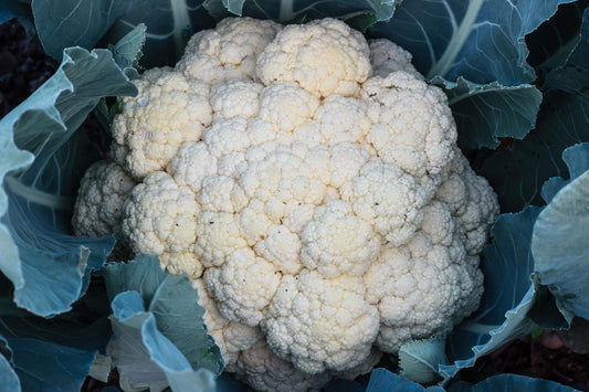 Brassica Oleracea (White Cauliflower)