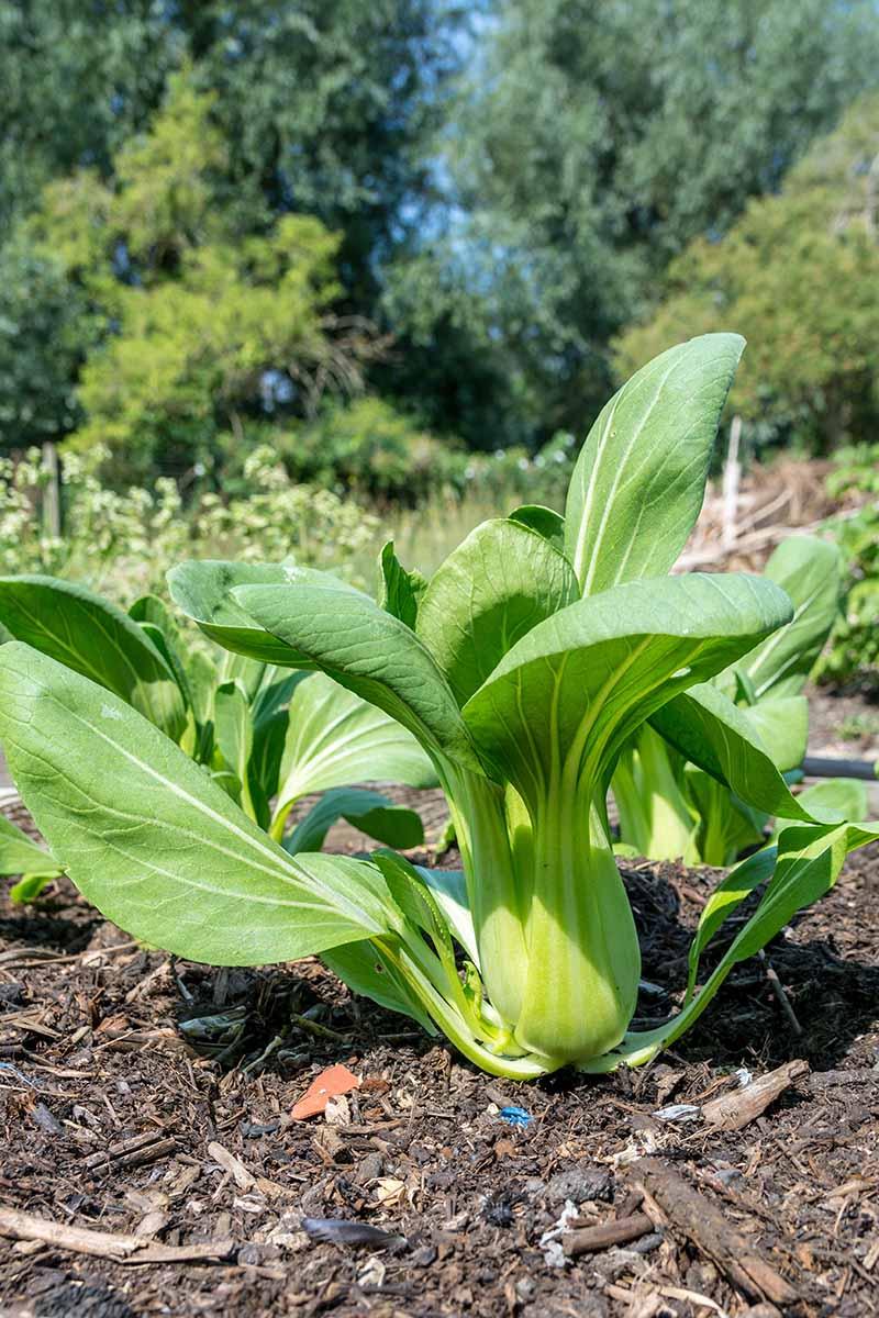 Brassica Rapa (Baby Pak Choy)