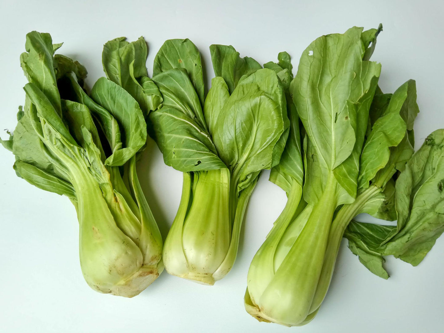 Brassica Rapa (Baby Pak Choy)