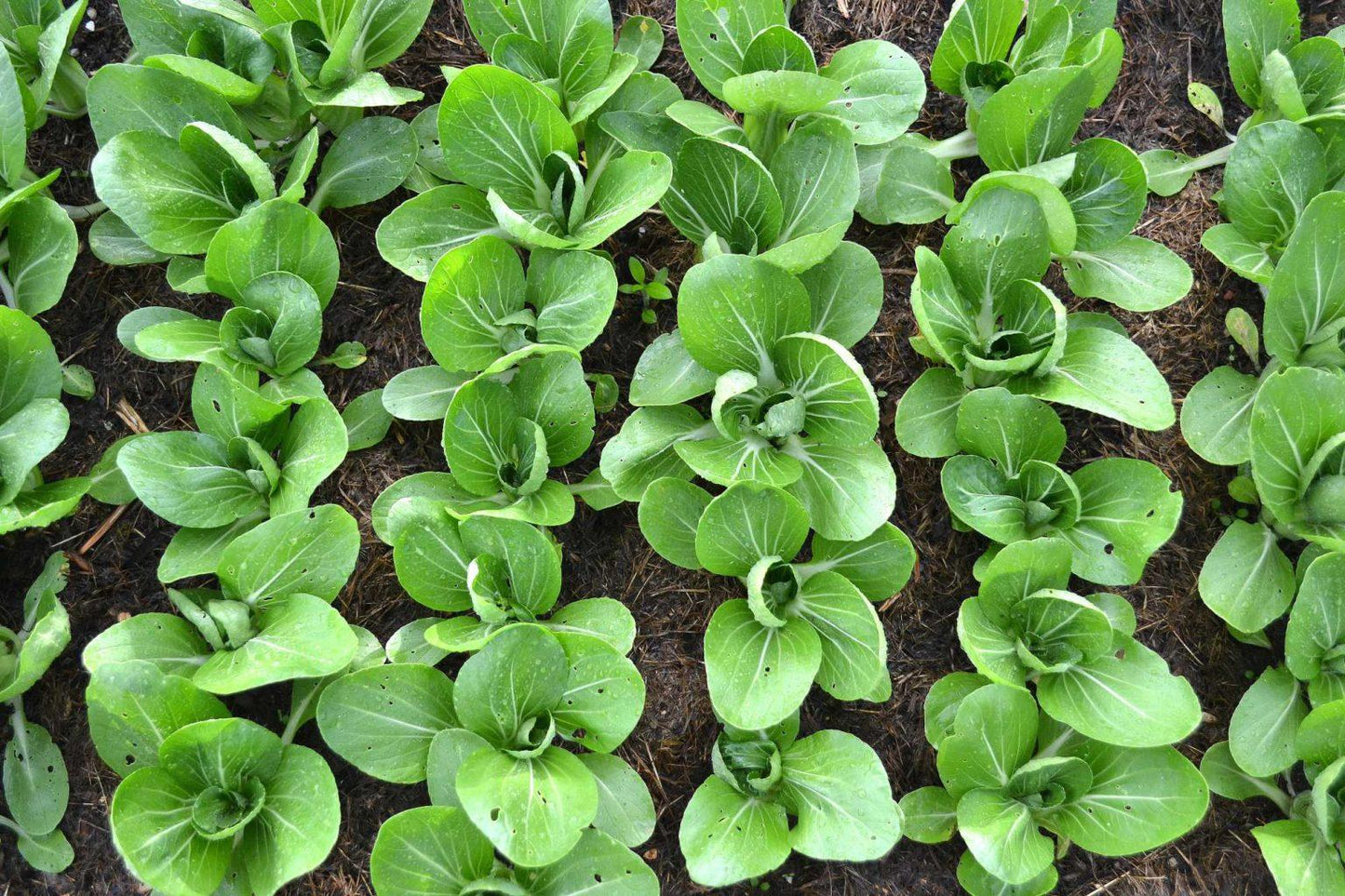 Brassica Rapa (Baby Pak Choy)