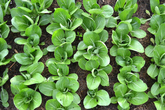 Brassica Rapa (Baby Pak Choy)