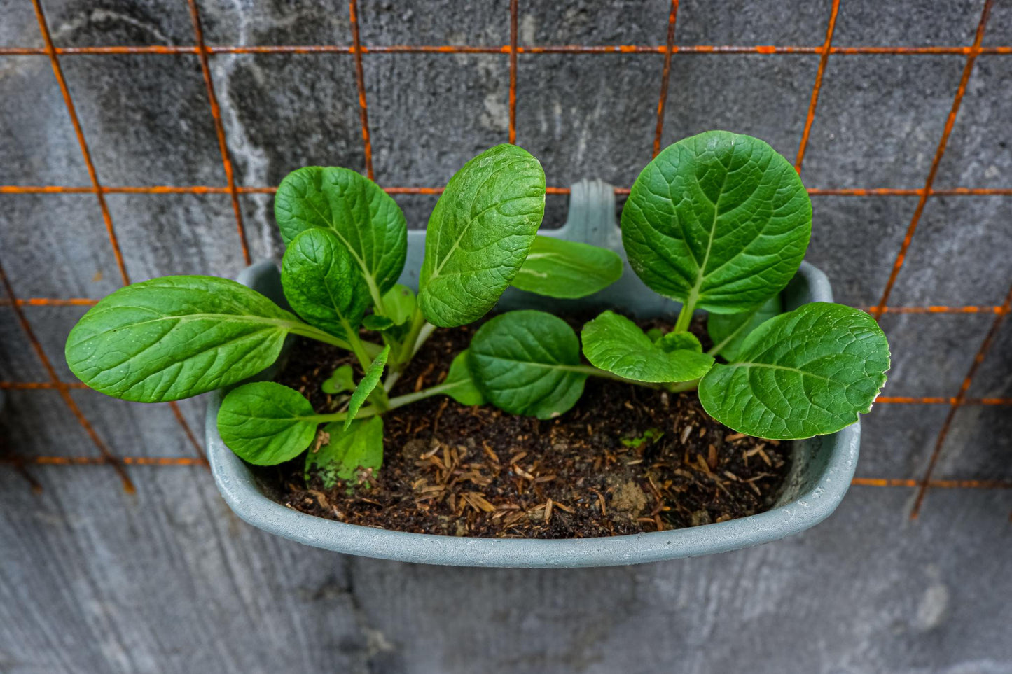 Brassica Rapa (Baby Pak Choy)