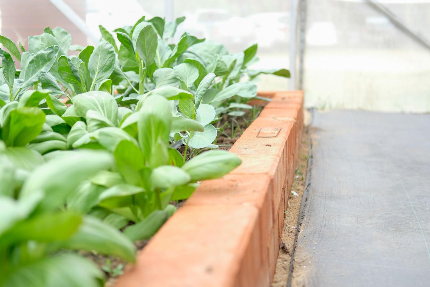 Brassica Rapa (Baby Pak Choy)