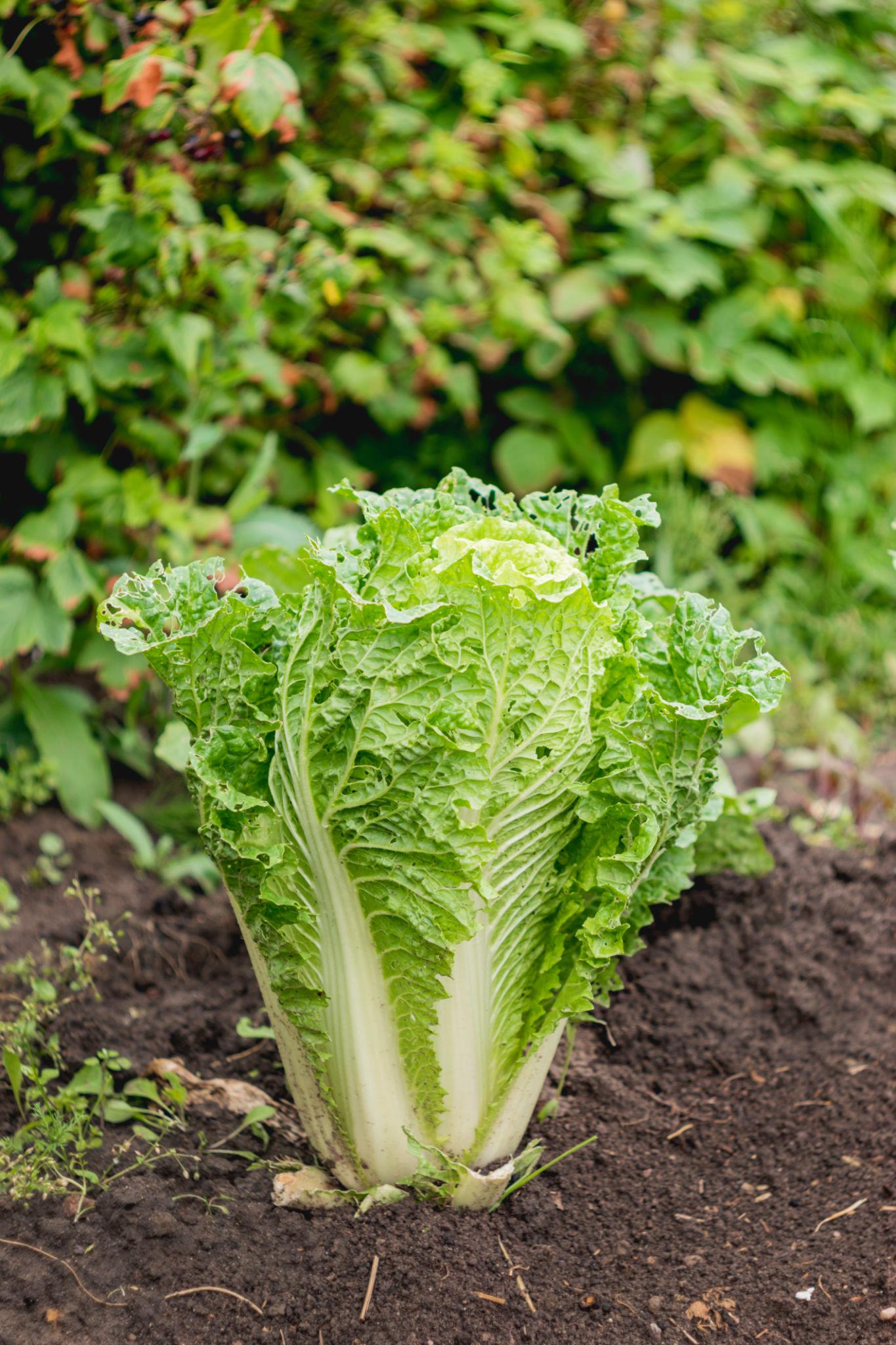 Brassica Rapa (Chinese Cabbage)