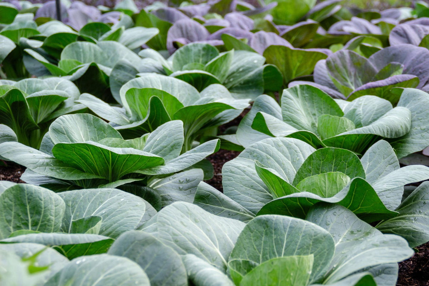 Brassica Rapa (Chinese Cabbage)