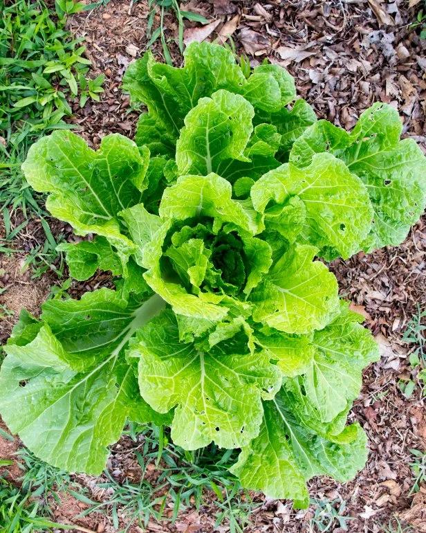 Brassica Rapa (Chinese Cabbage)