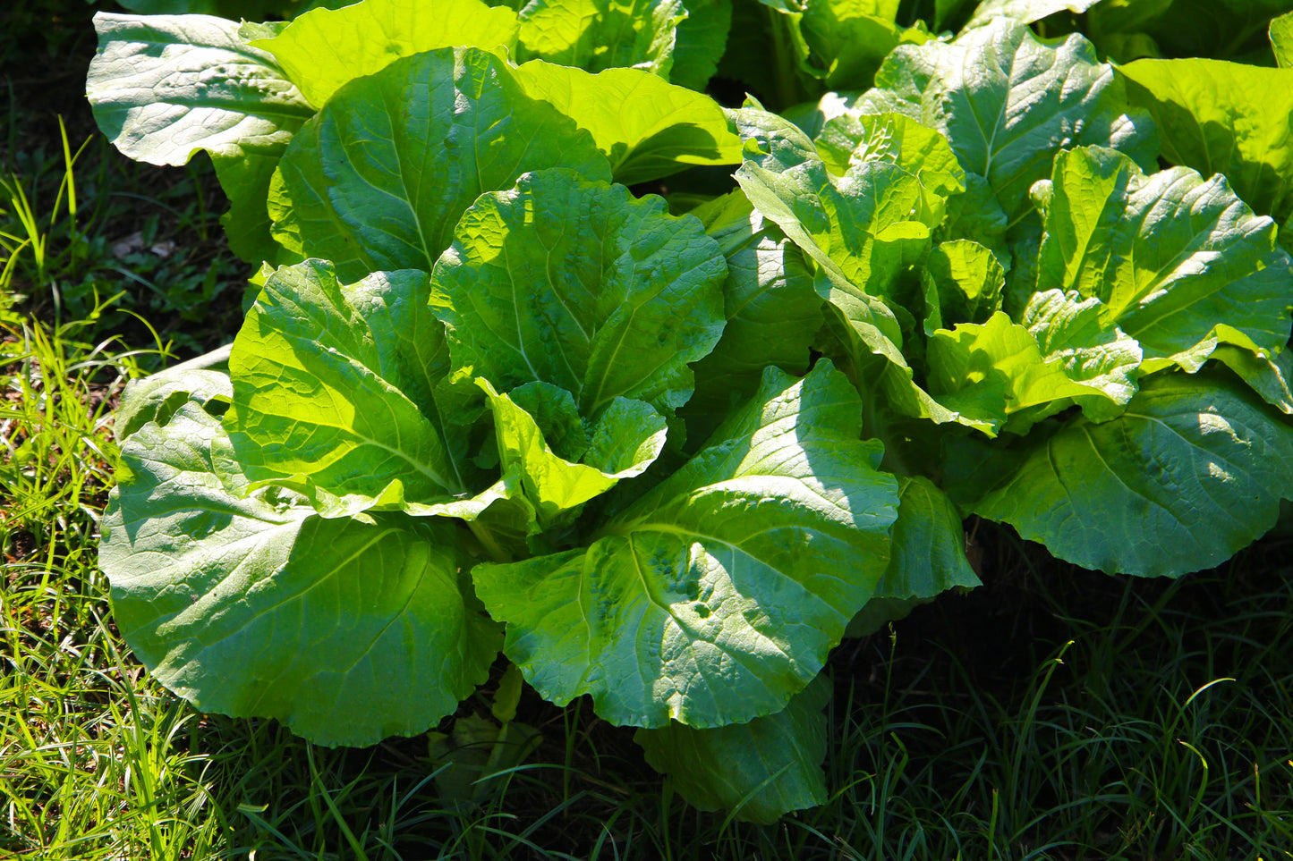 Brassica Rapa (Chinese Cabbage)