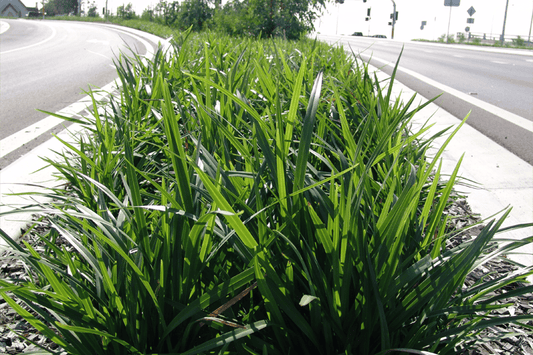 Dianella Caerulea ‘Breeze’
