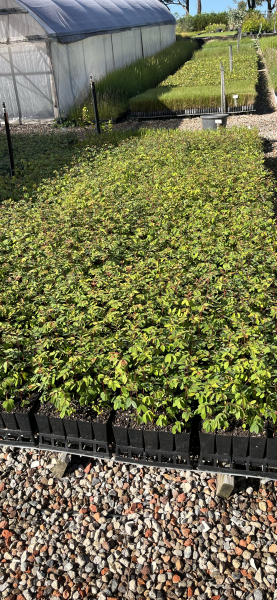 Breynia Oblongifolia (Coffee Bush)