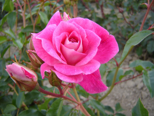 Rosa ‘Brilliant Pink Iceberg’ (Brilliant Pink Iceberg Rose)