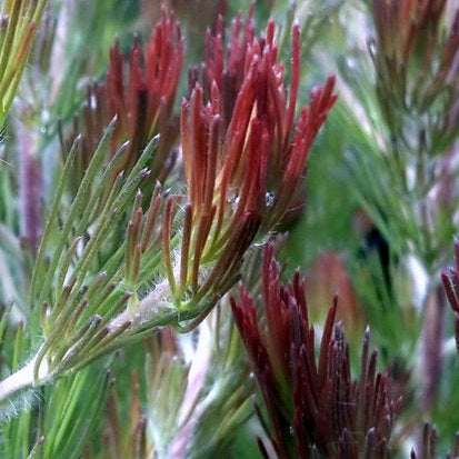 Adenanthos sericeus ‘Bronze Glow’ – Woolly Bush