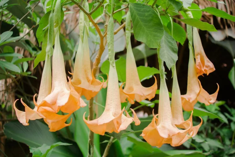 Brugmansia spp. ‘Apricot’ (Angel’s Trumpet / Apricot Brugmansia)