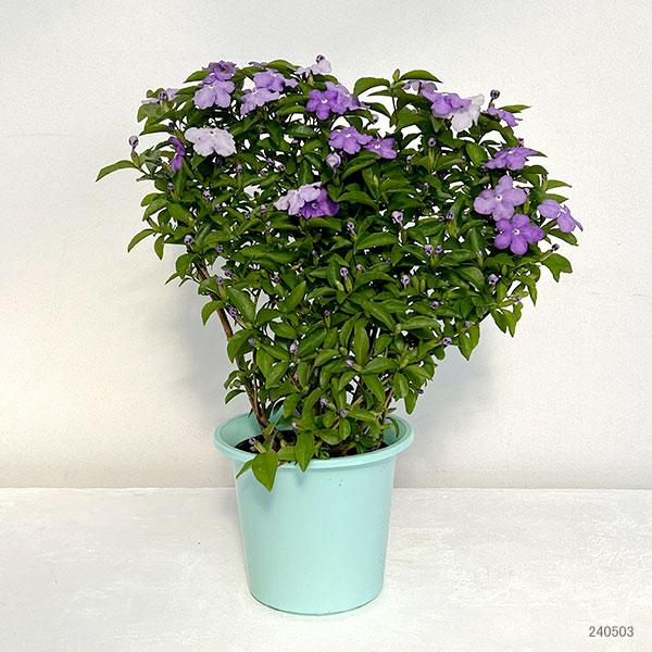 Brunfelsia Australis ‘Sweet & Petite’ (Yesterday, Today And Tomorrow)