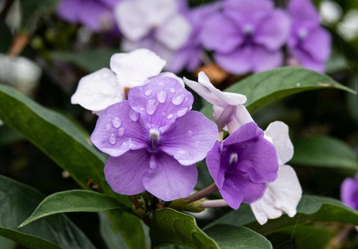 Brunfelsia Australis ‘Sweet & Petite’ (Yesterday, Today And Tomorrow)