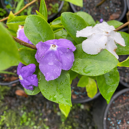 Brunfelsia Australis ‘Sweet & Petite’ (Yesterday, Today And Tomorrow)