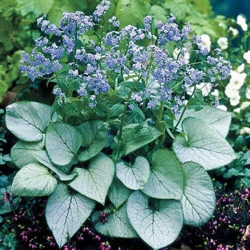 Brunnera macrophylla ‘Sterling Silver’ (Siberian Bugloss)