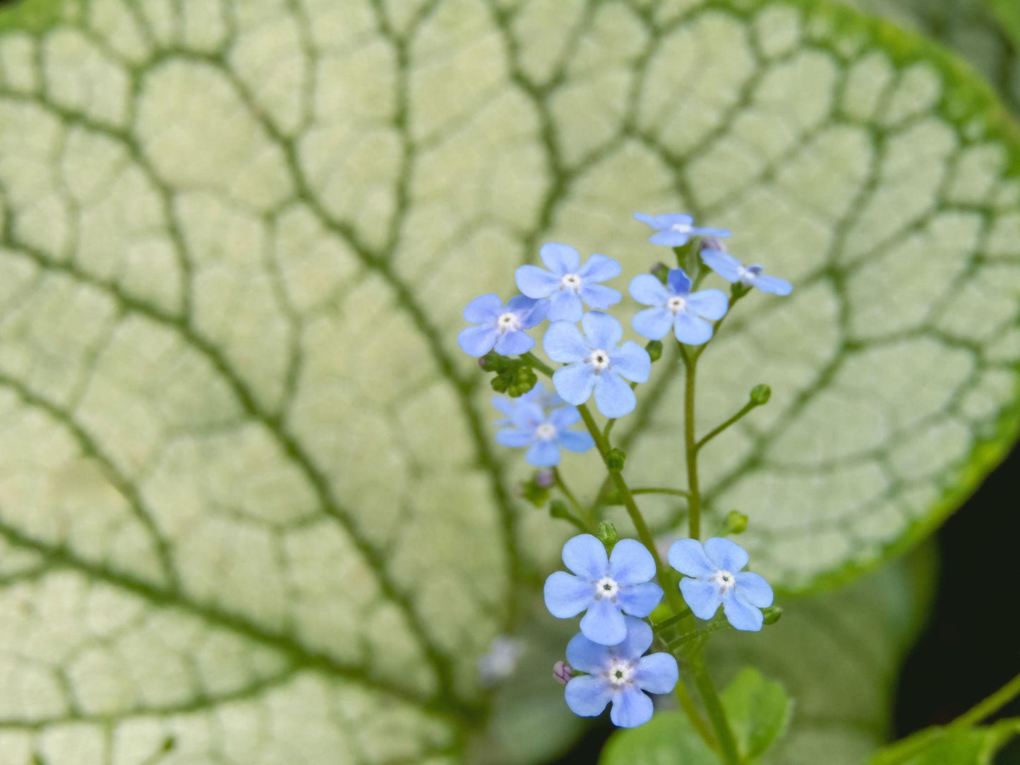 Brunnera macrophylla ‘Sterling Silver’ (Siberian Bugloss)