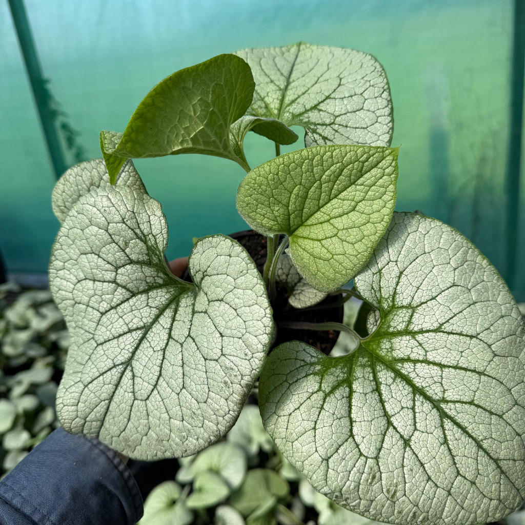 Brunnera macrophylla ‘Sterling Silver’ (Siberian Bugloss)