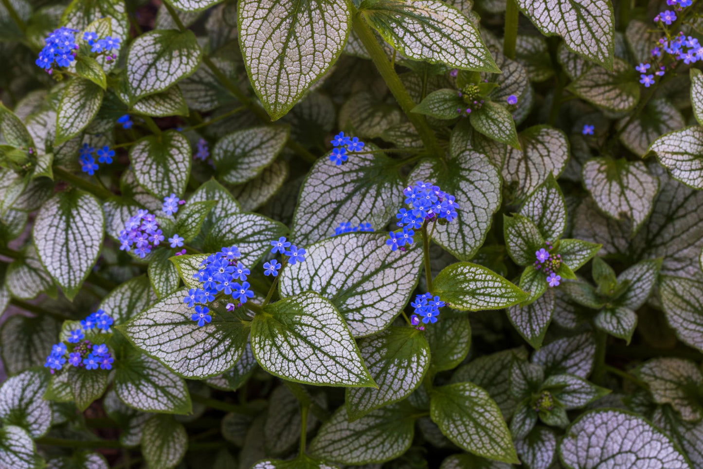 Brunnera macrophylla ‘Sterling Silver’ (Siberian Bugloss)