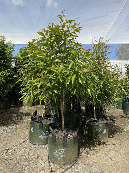 Buckinghamia Celsissima (Ivory Curl Tree / Queensland Laurel) (CLEARANCE)