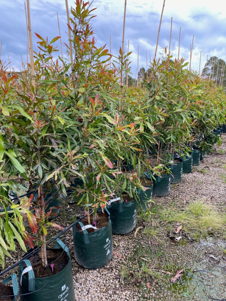 Buckinghamia Celsissima (Ivory Curl Tree / Queensland Laurel) (CLEARANCE)