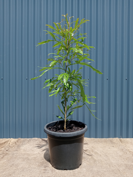 Buckinghamia Celsissima (Ivory Curl Tree / Queensland Laurel) (CLEARANCE)