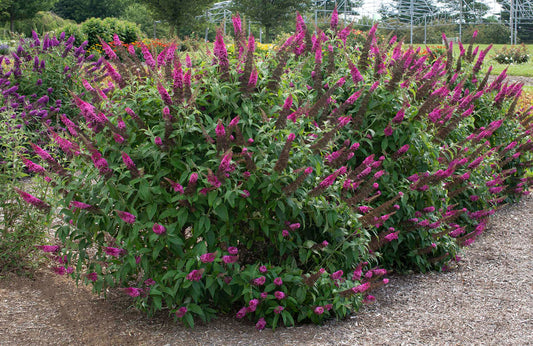 Buddleja Davidii ‘Cran Razz’ (Cran Razz Butterfly Bush)