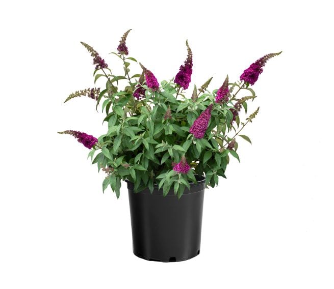 Buddleja CranRazz (CranRazz Butterfly Bush)