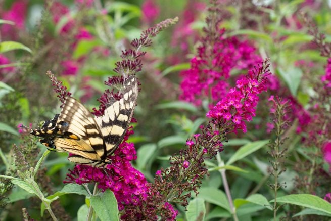 Buddleja CranRazz (CranRazz Butterfly Bush)